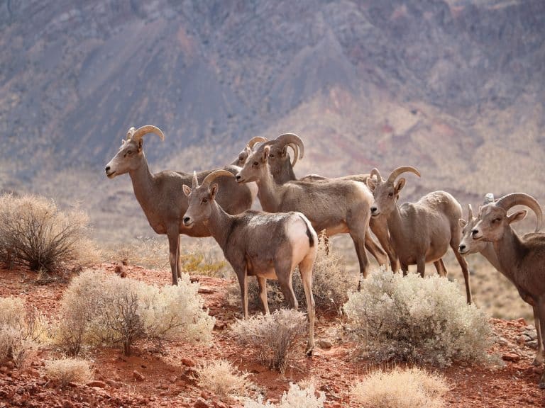 bighorn-valley-of-fire-animaux-visite-tour-excursion