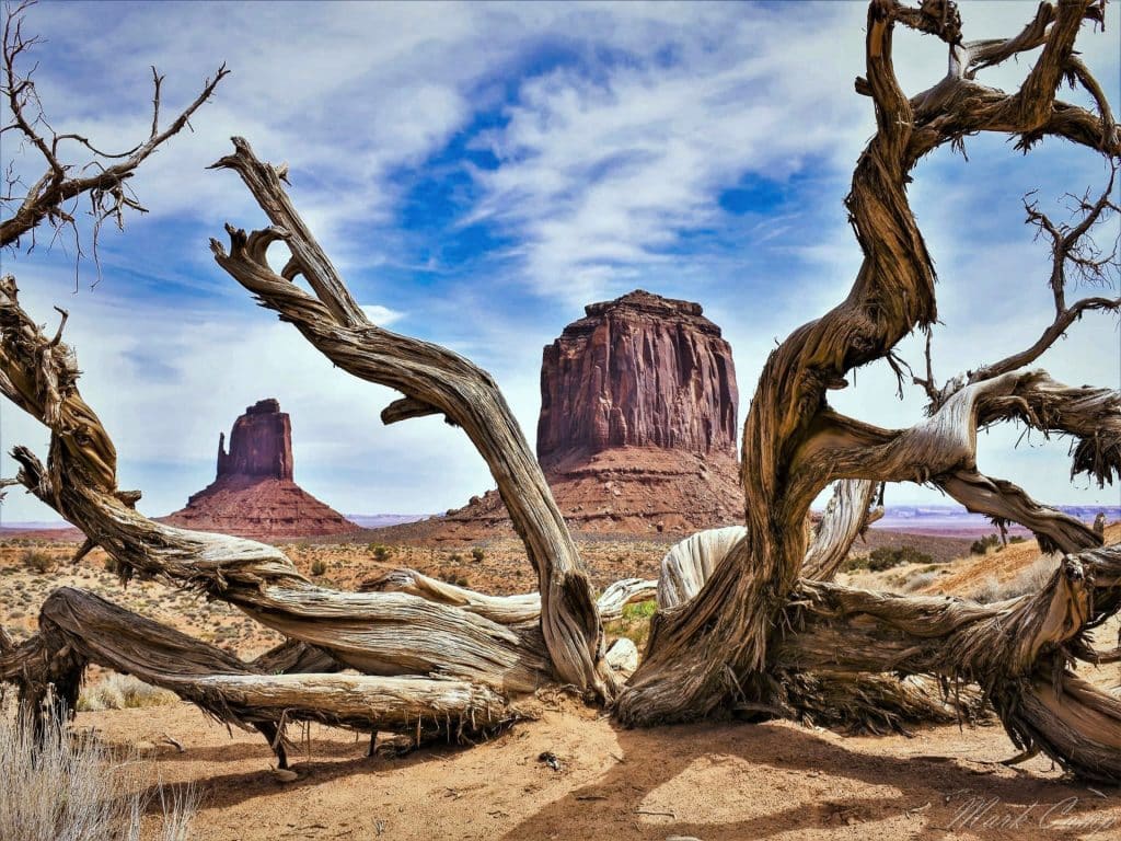 monument-valley-arbre-visite-français