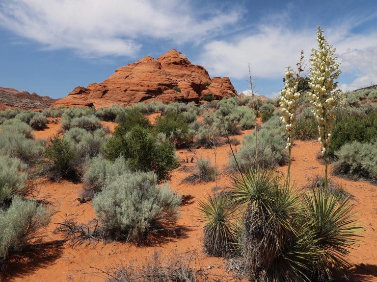 visite-snow-canyon-utah-roches-rouges