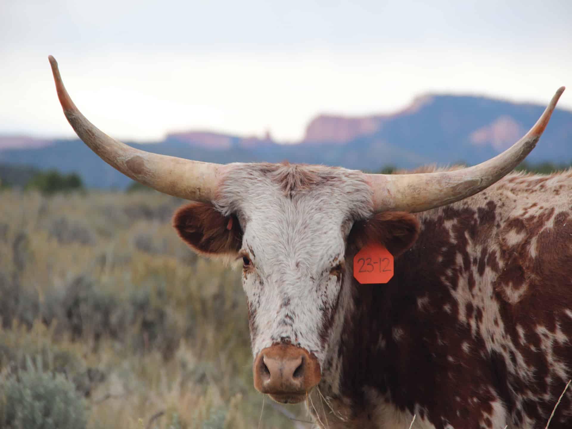 vache-bryce-canyon-route-visite-français