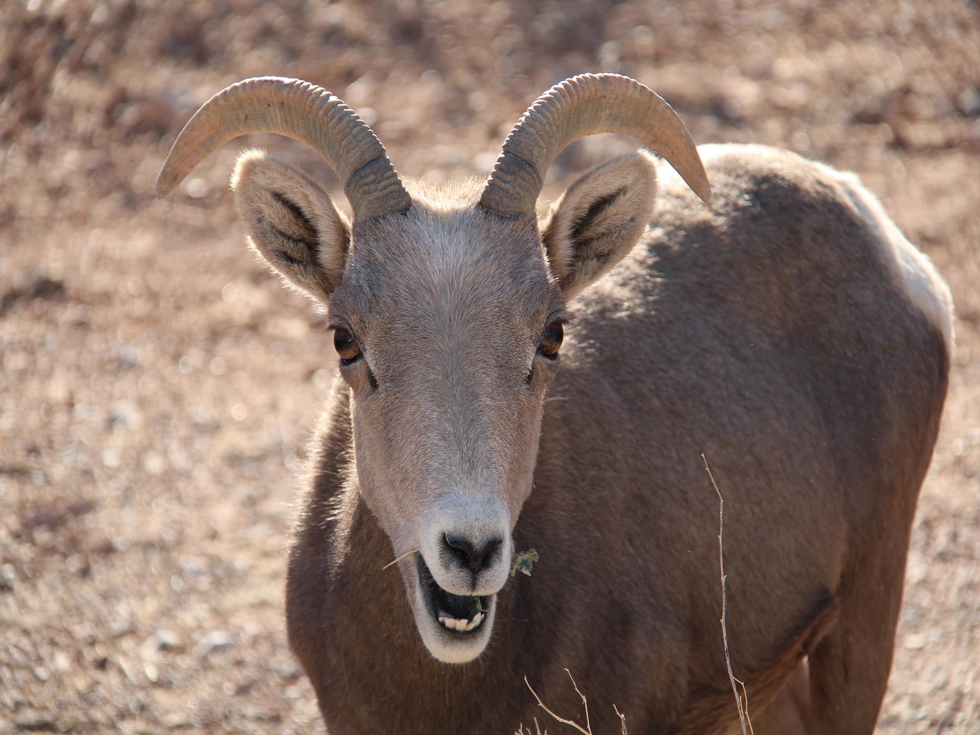 Moufflon-desert-nevada-valley-of-fire-las-vegas-aventures
