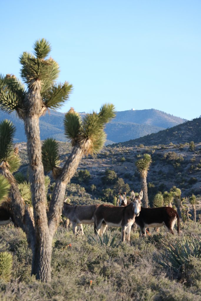 anes-burros-mount-charleston-joshua-las-vegas