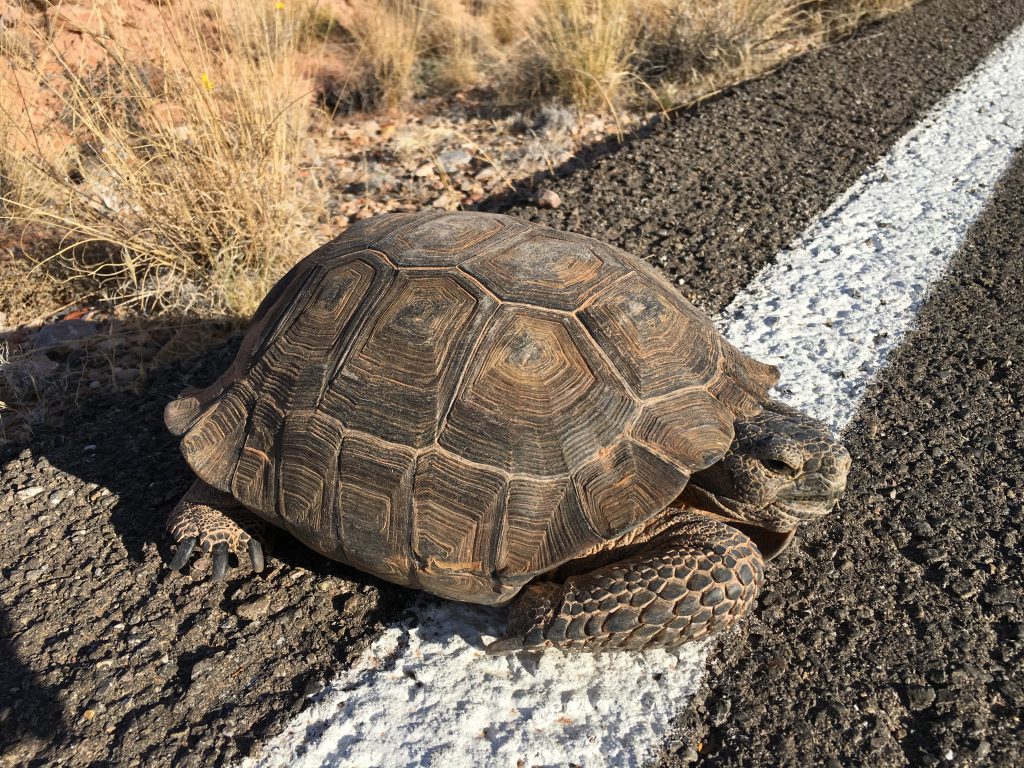 tortue-valley-of-fire-tour-guidé