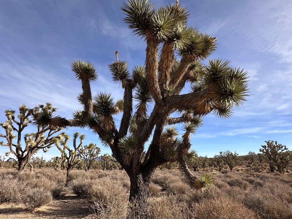 joshua-tree-excursion-organisé-grand-canyon-barrage-hoover