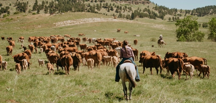 clients dans un ranch aux USA à cheval 2