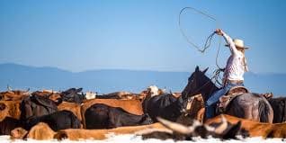 working-ranch-ouest-americain