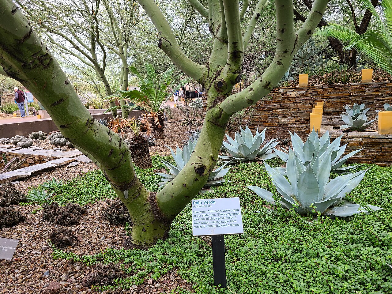 Desert Botanical Garden