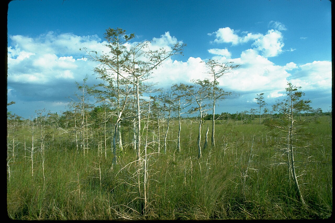 Les Everglades