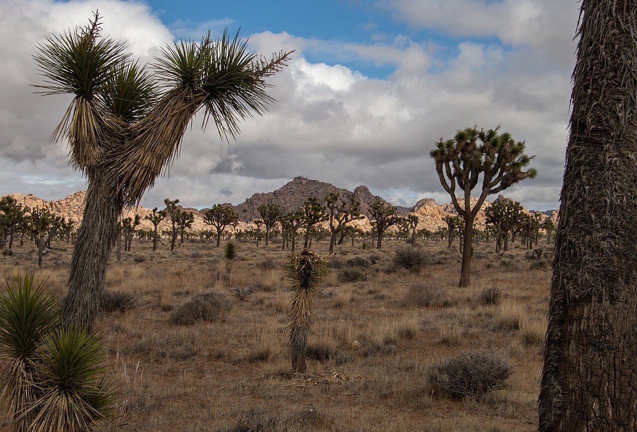 Joshua Tree