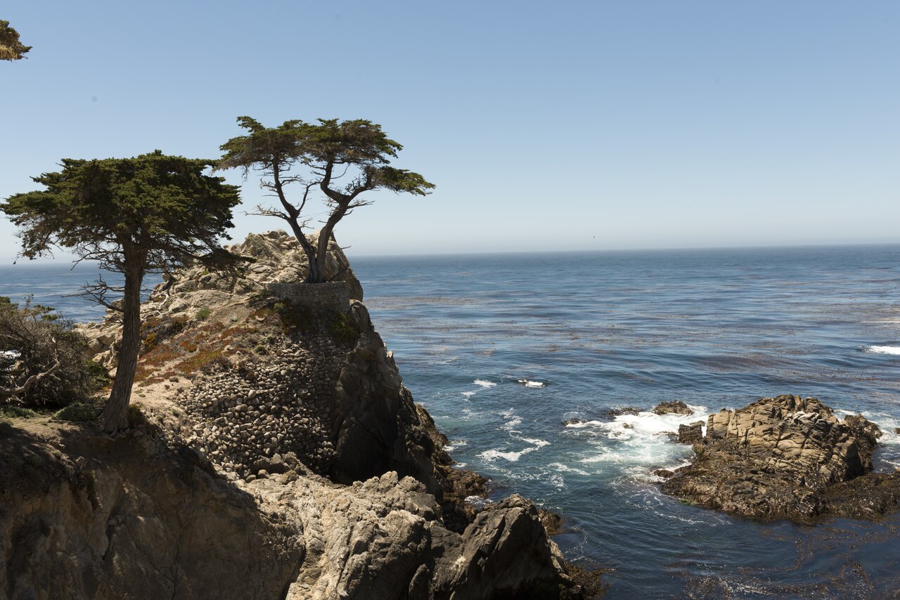 Le Lone Cypress