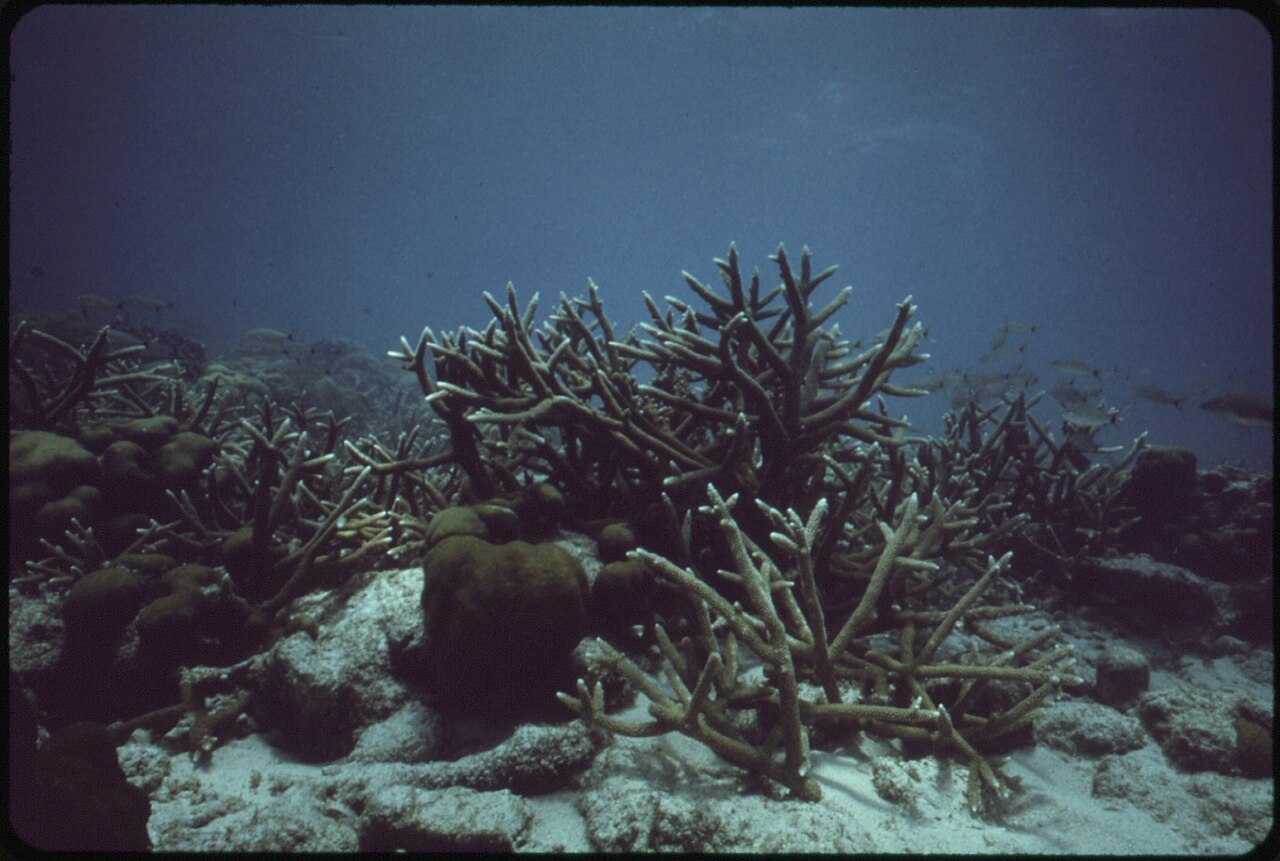 Le récif de Key Largo